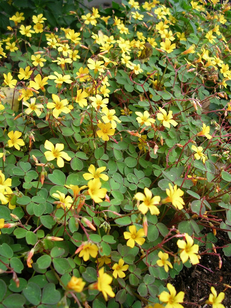 Oxalis vulcanicola