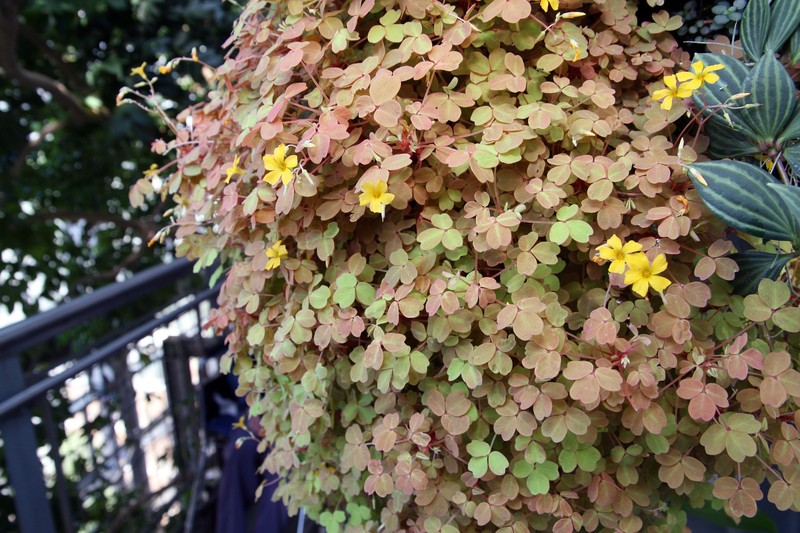 Oxalis vulcanicola photo 2