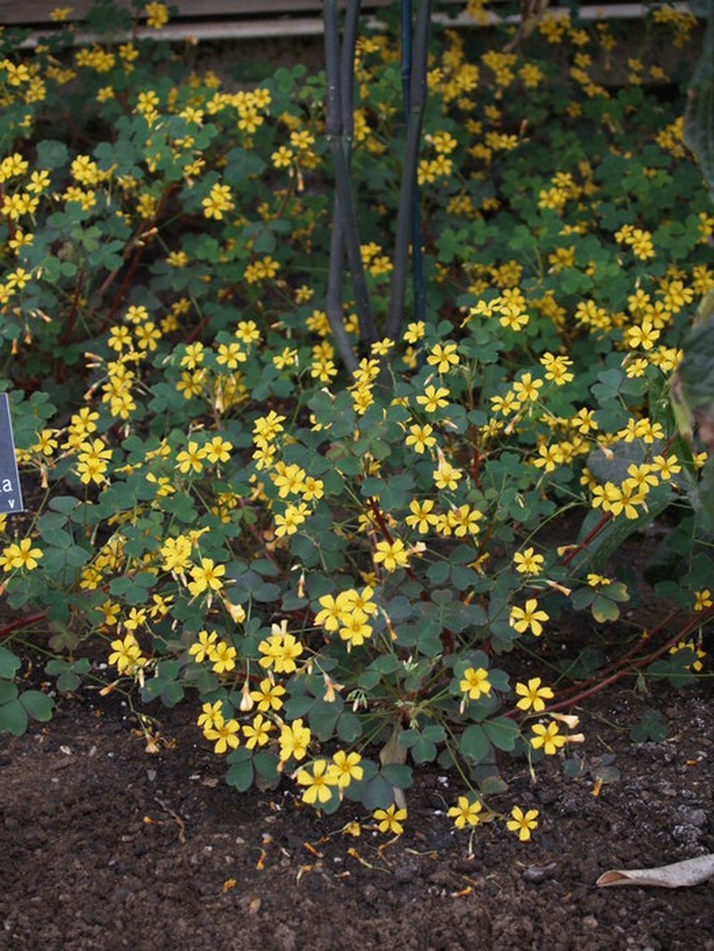 Oxalis vulcanicola photo 3