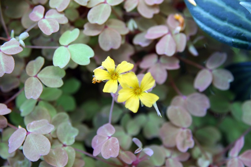 Oxalis vulcanicola photo 4