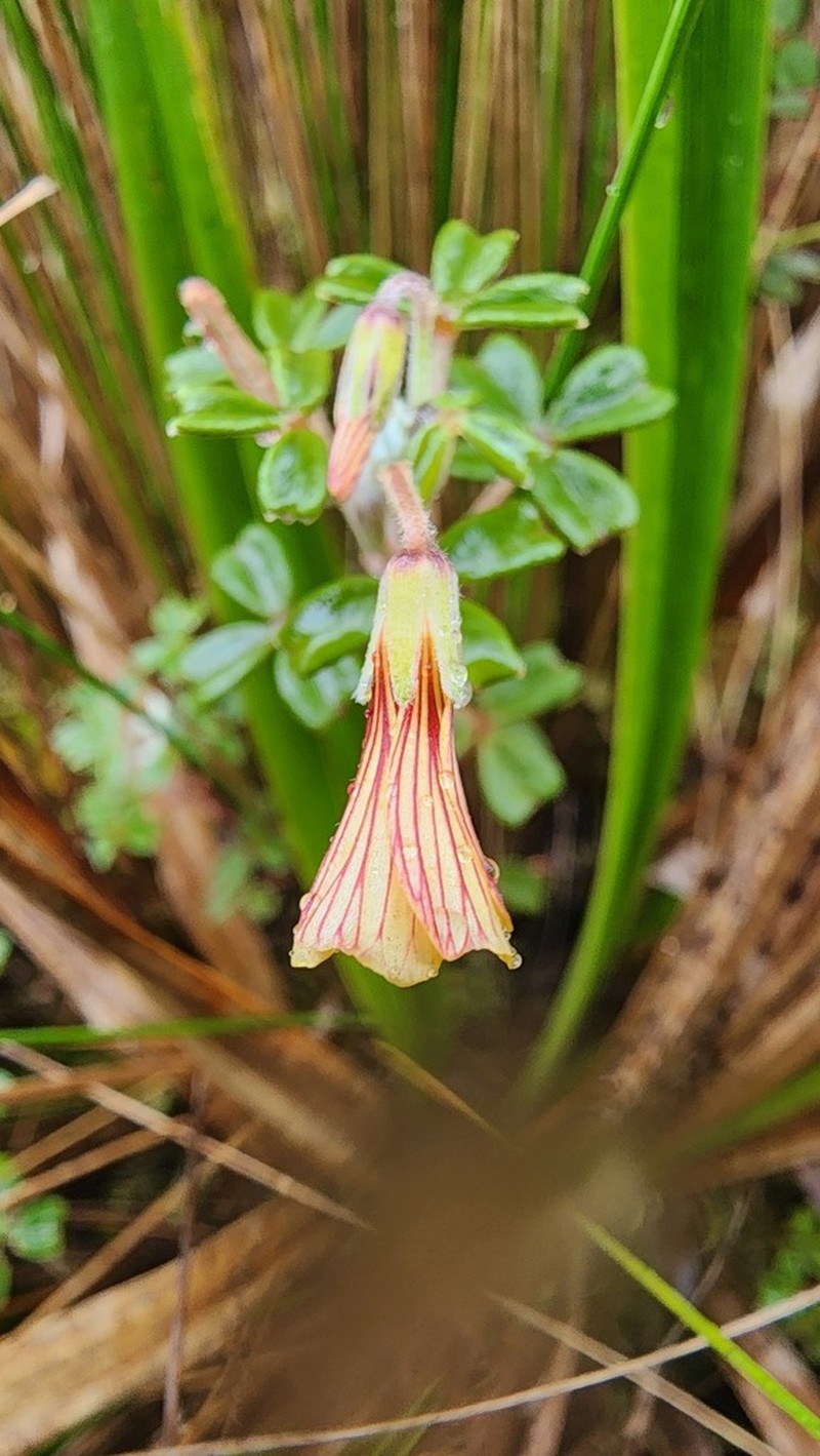 Oxalis weberbaueri