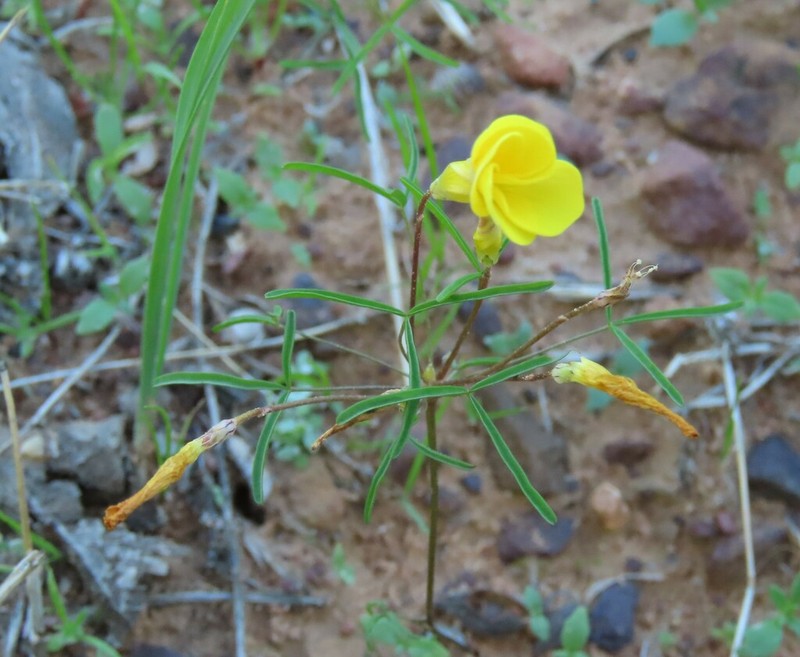 Oxalis xantha photo 2