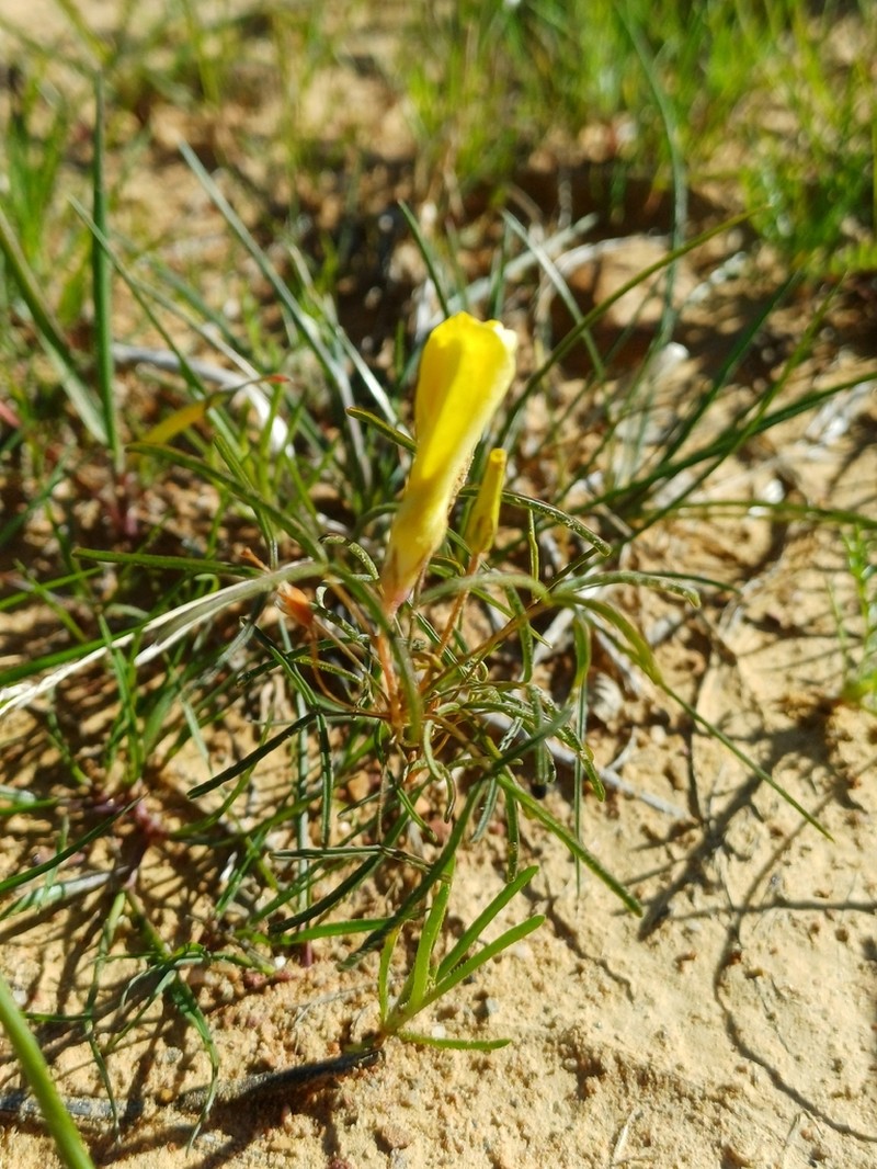 Oxalis xantha photo 3