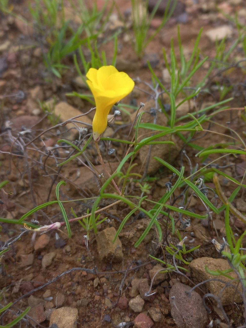 Oxalis xantha photo 4