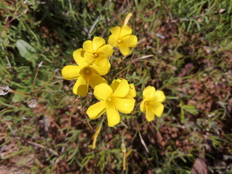 Oxalis xantha photo 5