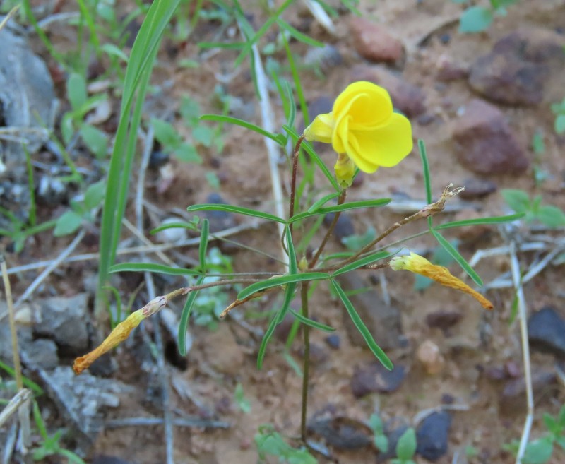 Oxalis xantha photo 6