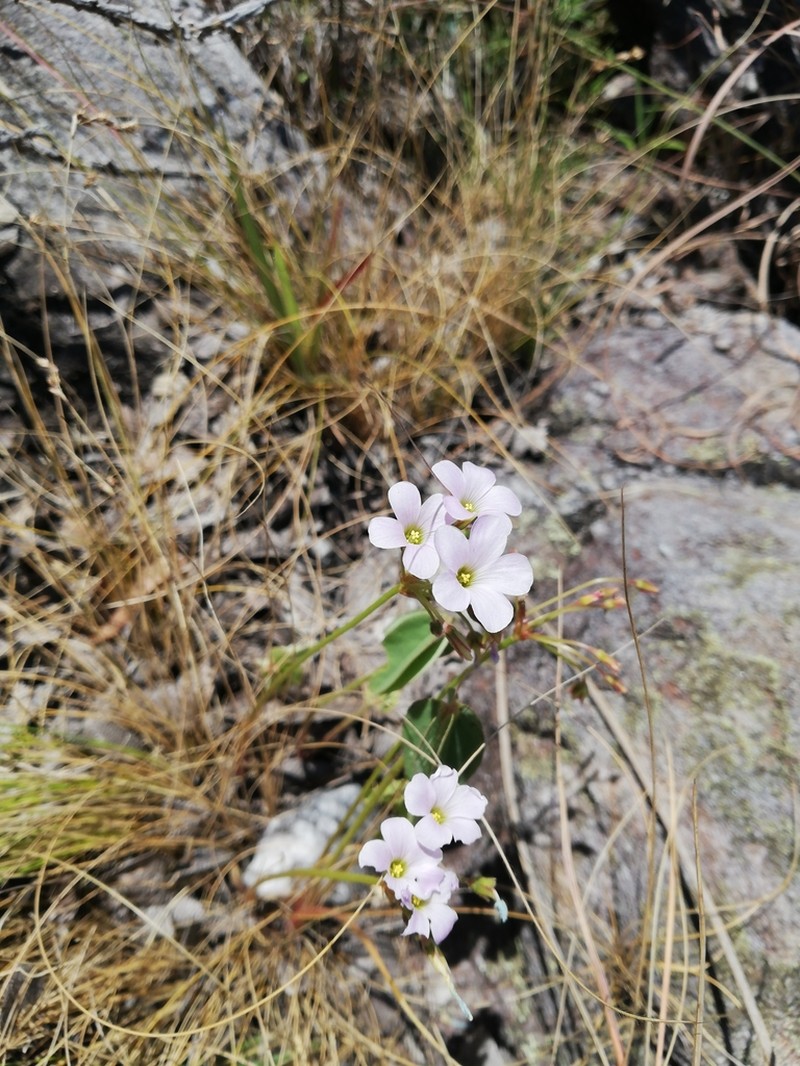 Oxalis xiphophylla