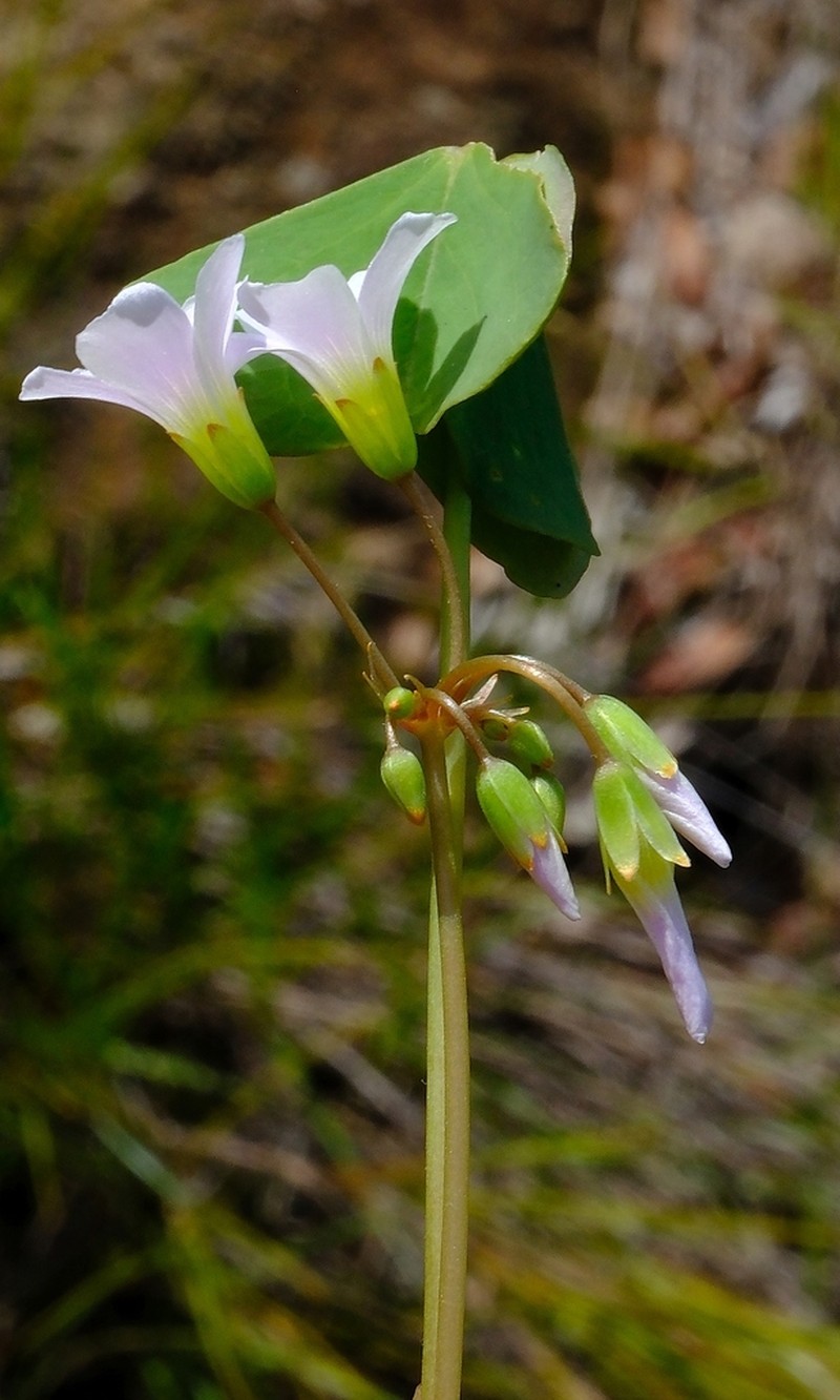 Oxalis xiphophylla photo 2