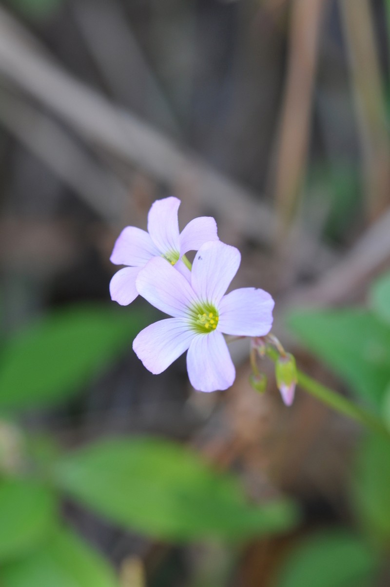 Oxalis xiphophylla photo 3