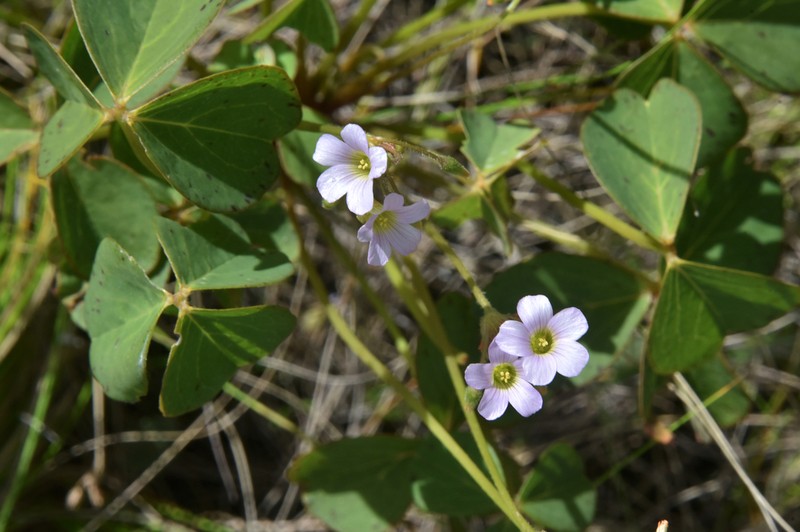 Oxalis xiphophylla photo 4