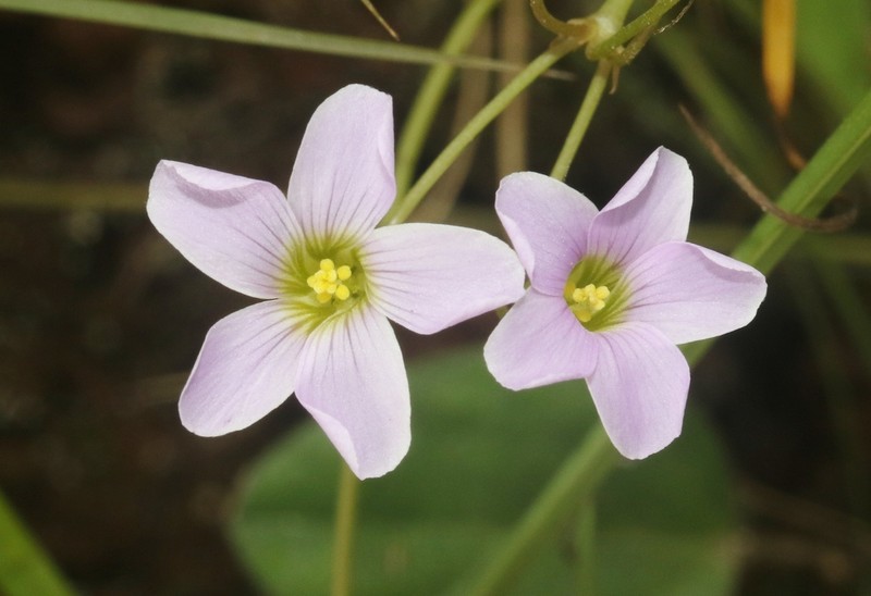 Oxalis xiphophylla photo 5