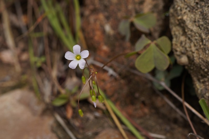 Oxalis xiphophylla photo 6
