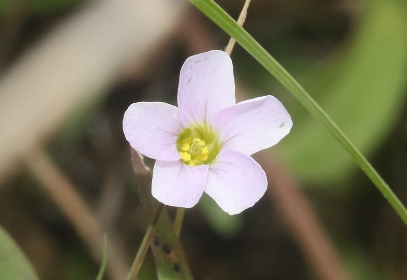Oxalis xiphophylla photo 8
