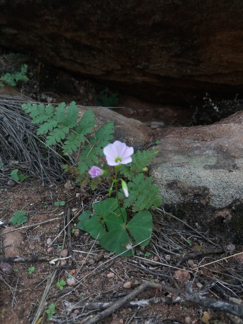 Oxalis yacutulensis photo 2