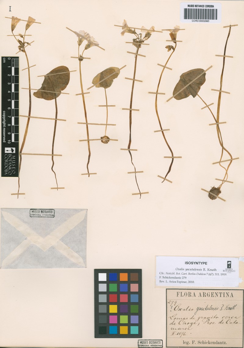 Oxalis yacutulensis photo 6