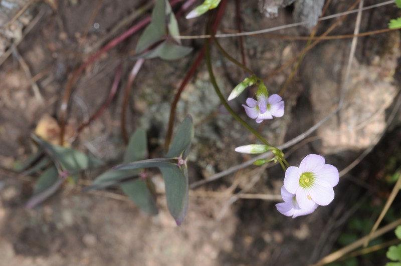 Oxalis yacutulensis