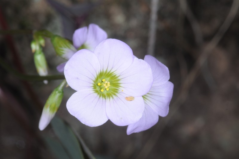 Oxalis yacutulensis photo 7