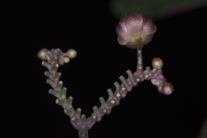 Oxalis zamorana photo 2
