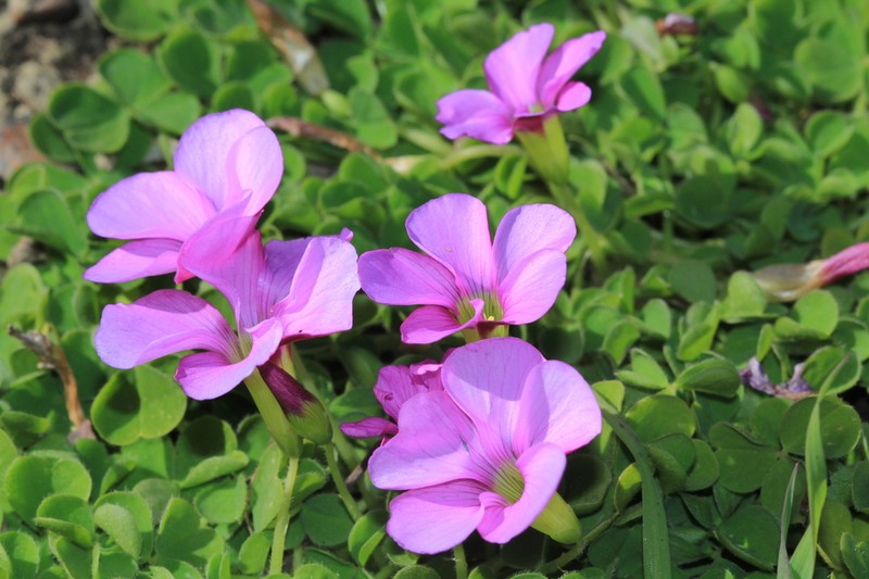 Oxalis zeekoevleyensis