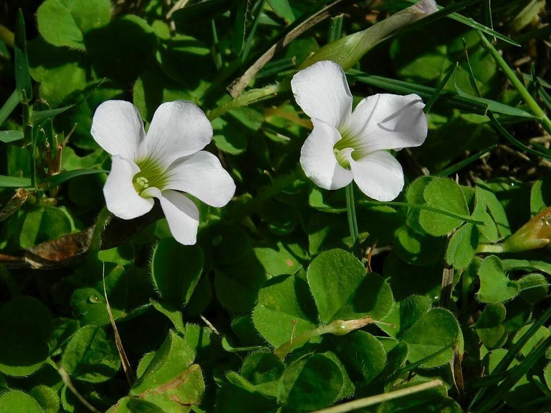 Oxalis zeekoevleyensis photo 2