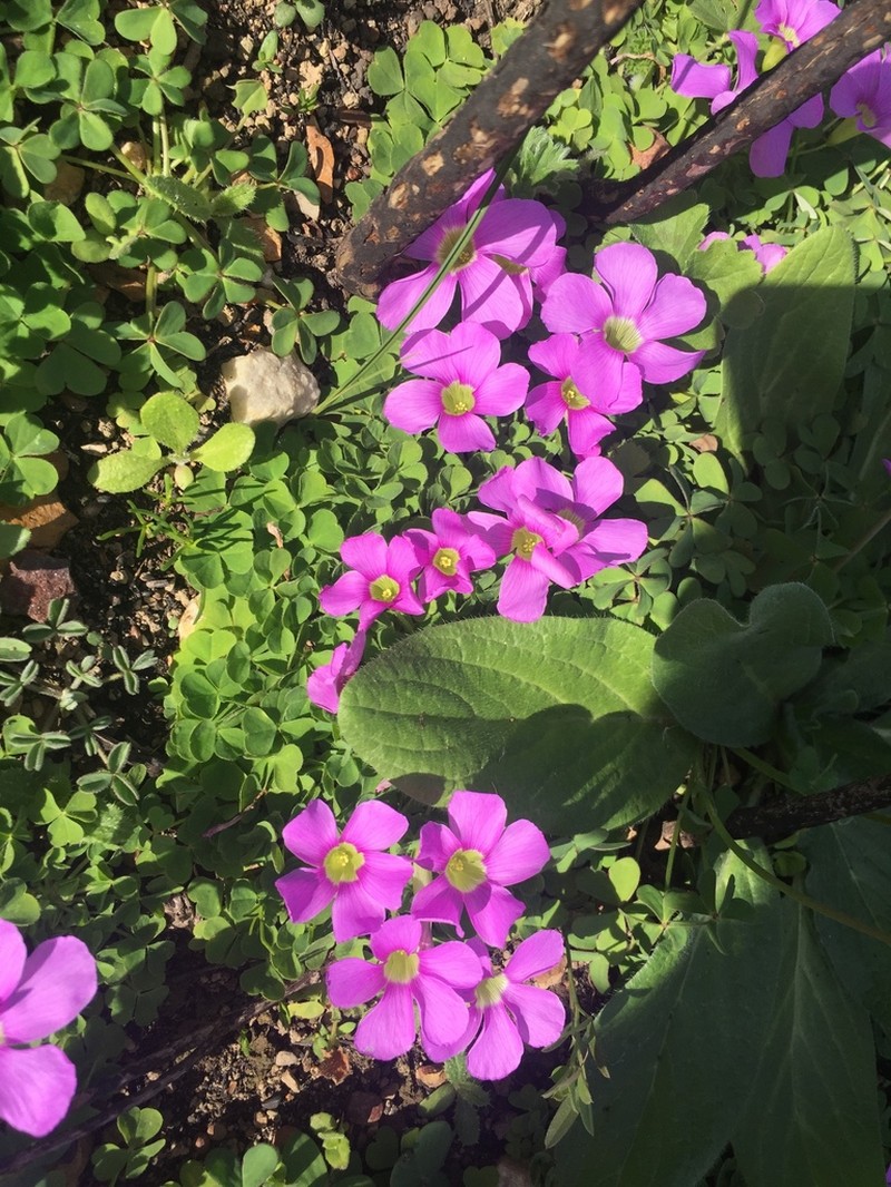 Oxalis zeekoevleyensis photo 3