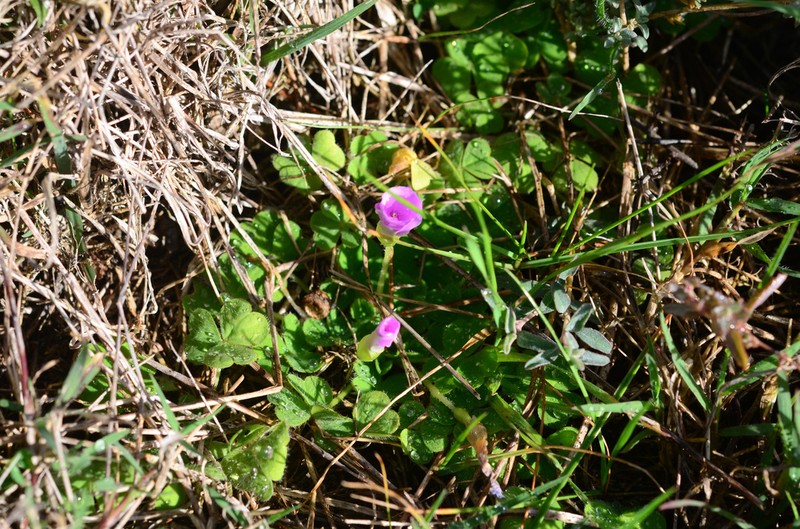 Oxalis zeekoevleyensis photo 4