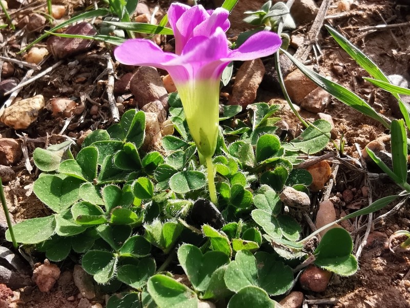 Oxalis zeekoevleyensis photo 5