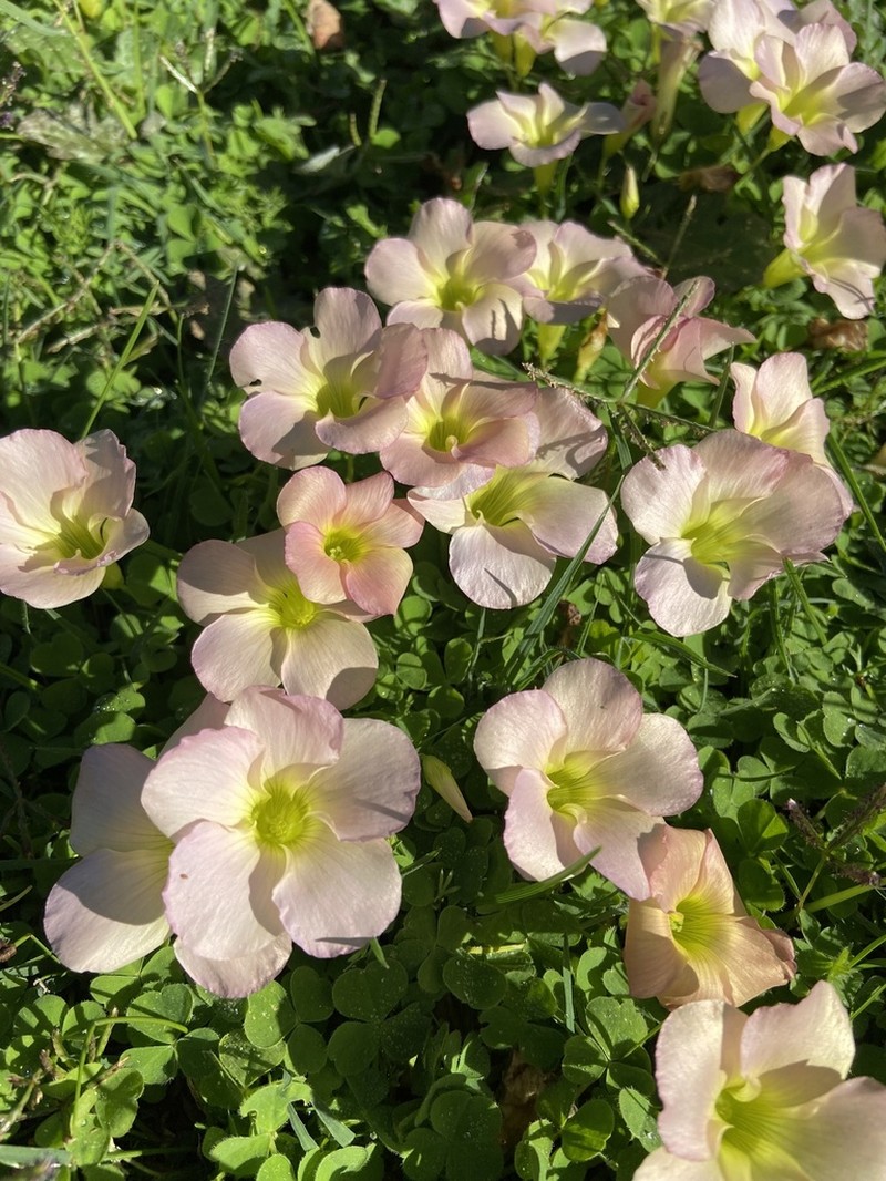 Oxalis zeekoevleyensis photo 6