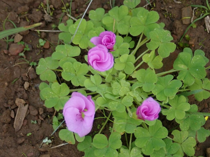 Oxalis zeekoevleyensis photo 7