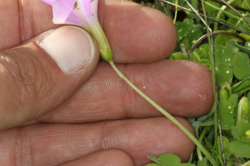 Oxalis zeekoevleyensis photo 8
