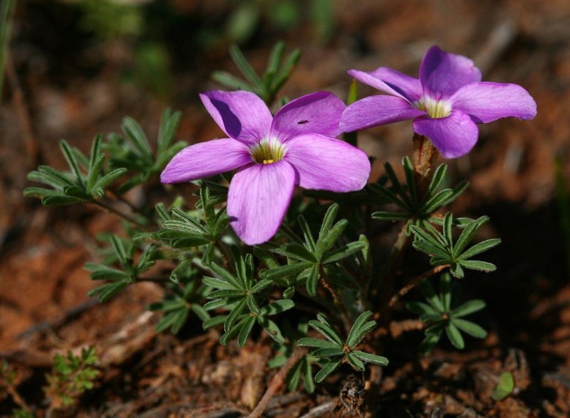 Oxalis zeyheri