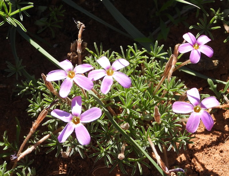 Oxalis zeyheri photo 2