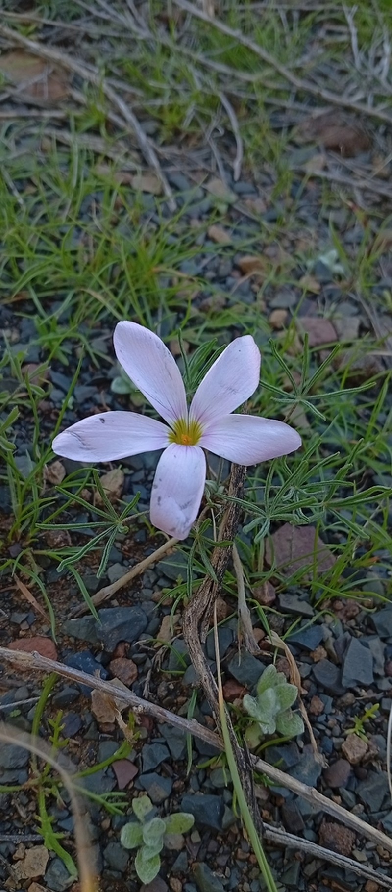 Oxalis zeyheri photo 3