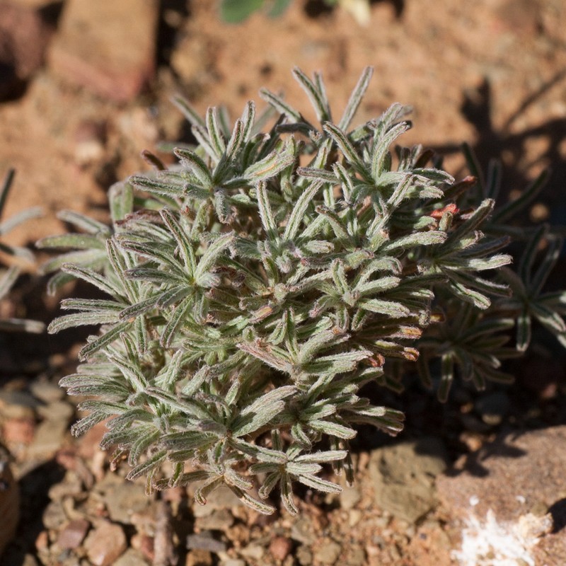 Oxalis zeyheri photo 4