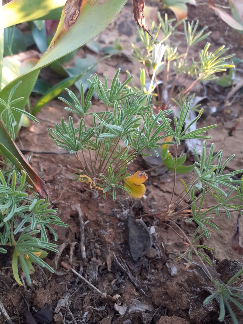 Oxalis zeyheri photo 5