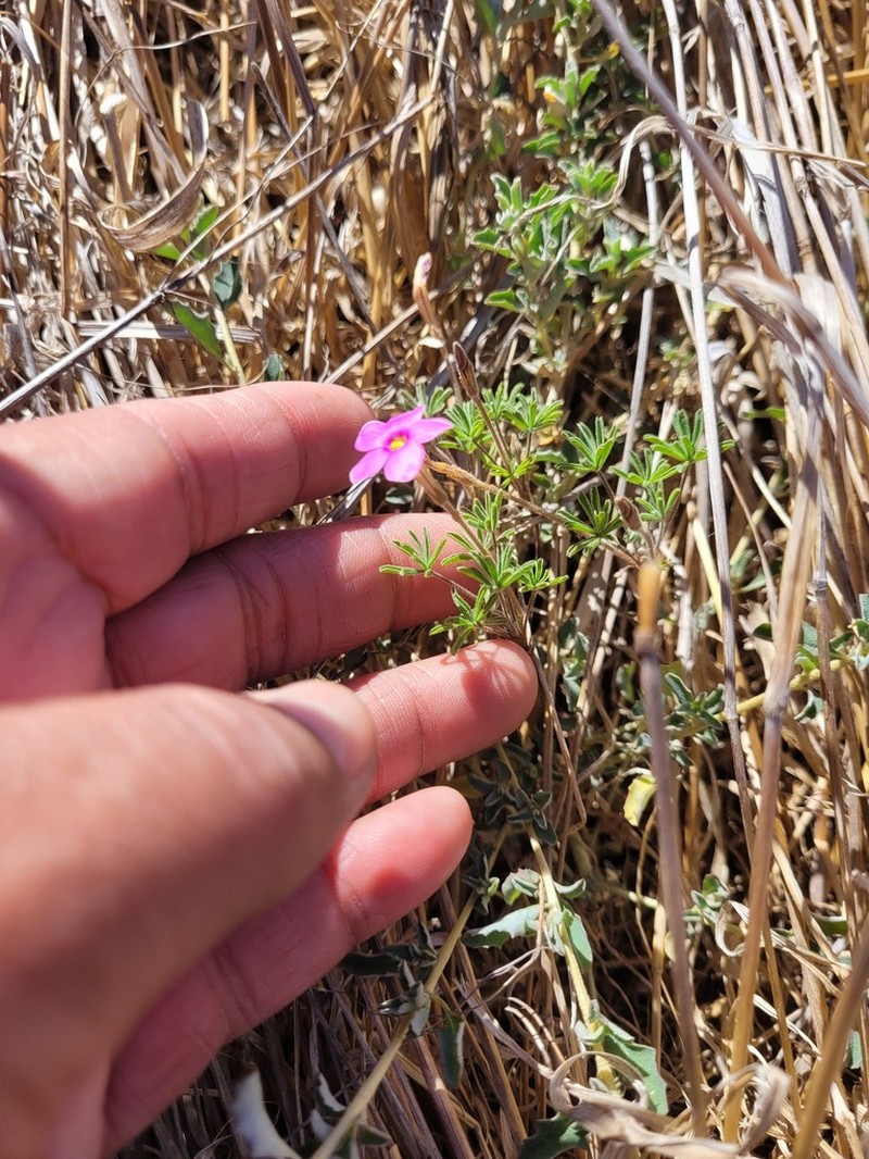 Oxalis zeyheri photo 6