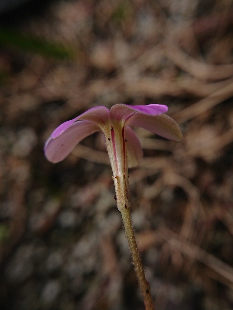Oxalis zeyheri photo 7