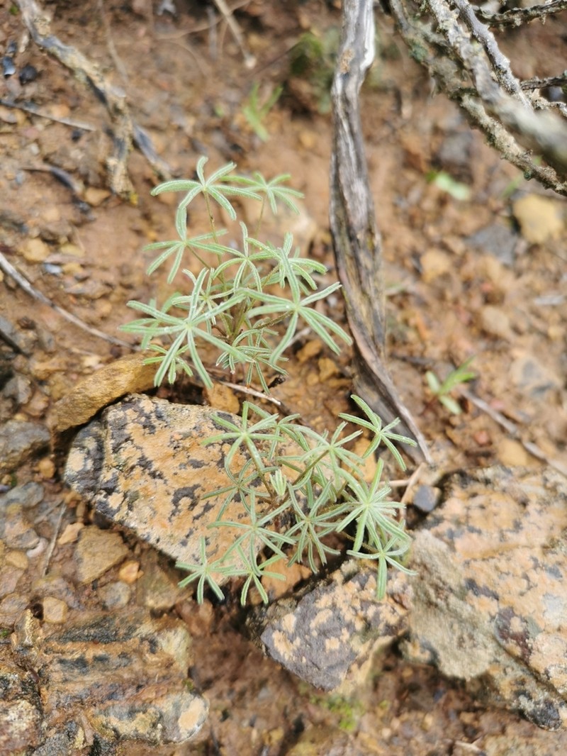 Oxalis zeyheri photo 8
