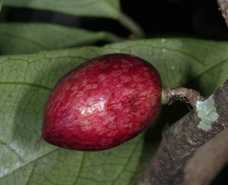 Oxandra asbeckii photo 3