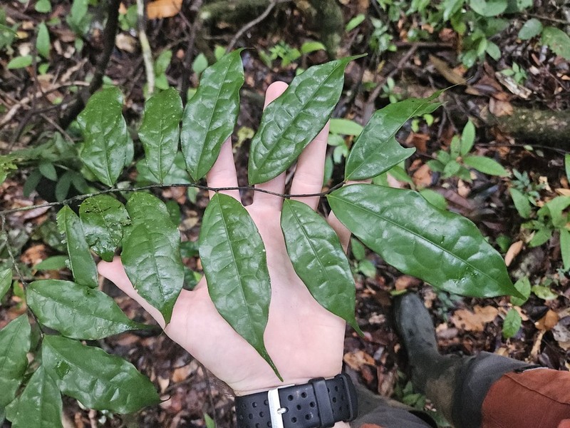 Oxandra asbeckii photo 4