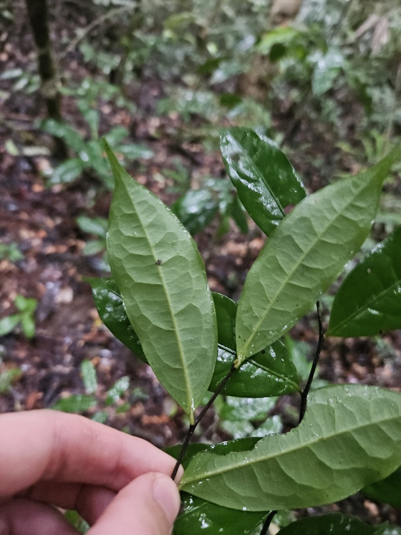 Oxandra asbeckii photo 5