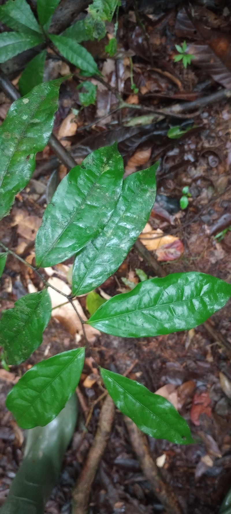 Oxandra asbeckii photo 6