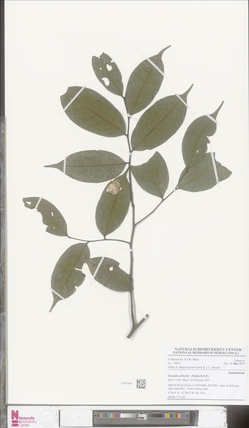 Oxandra asbeckii photo 7