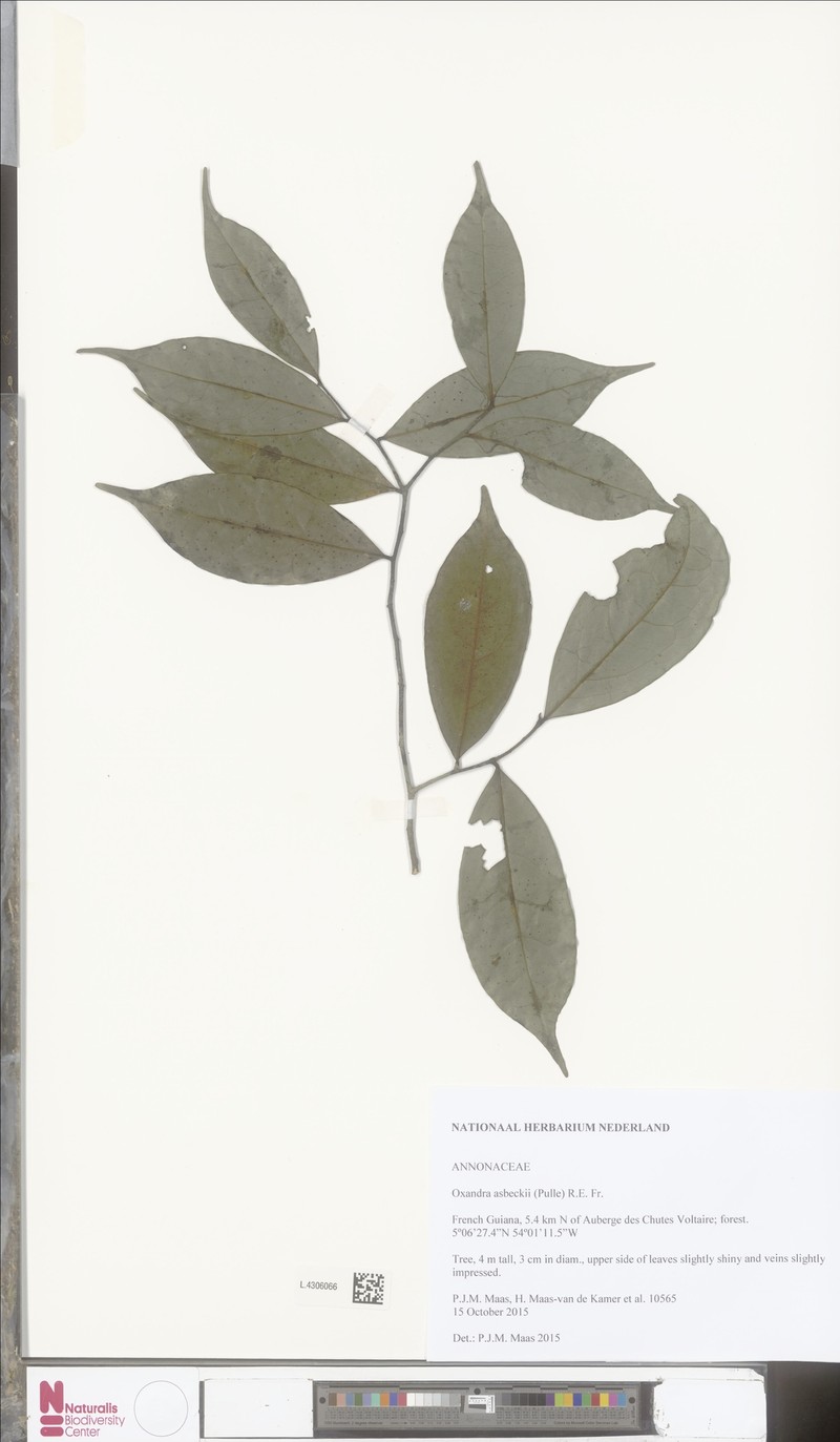 Oxandra asbeckii photo 8