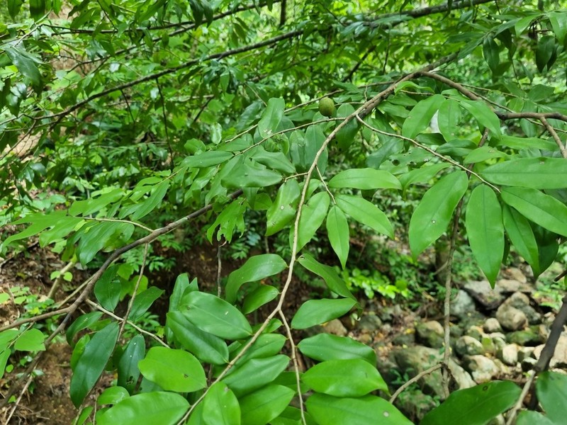 Oxandra bolivarensis