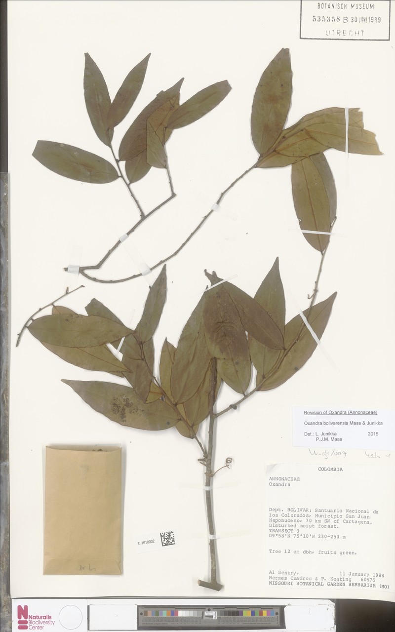 Oxandra bolivarensis photo 2