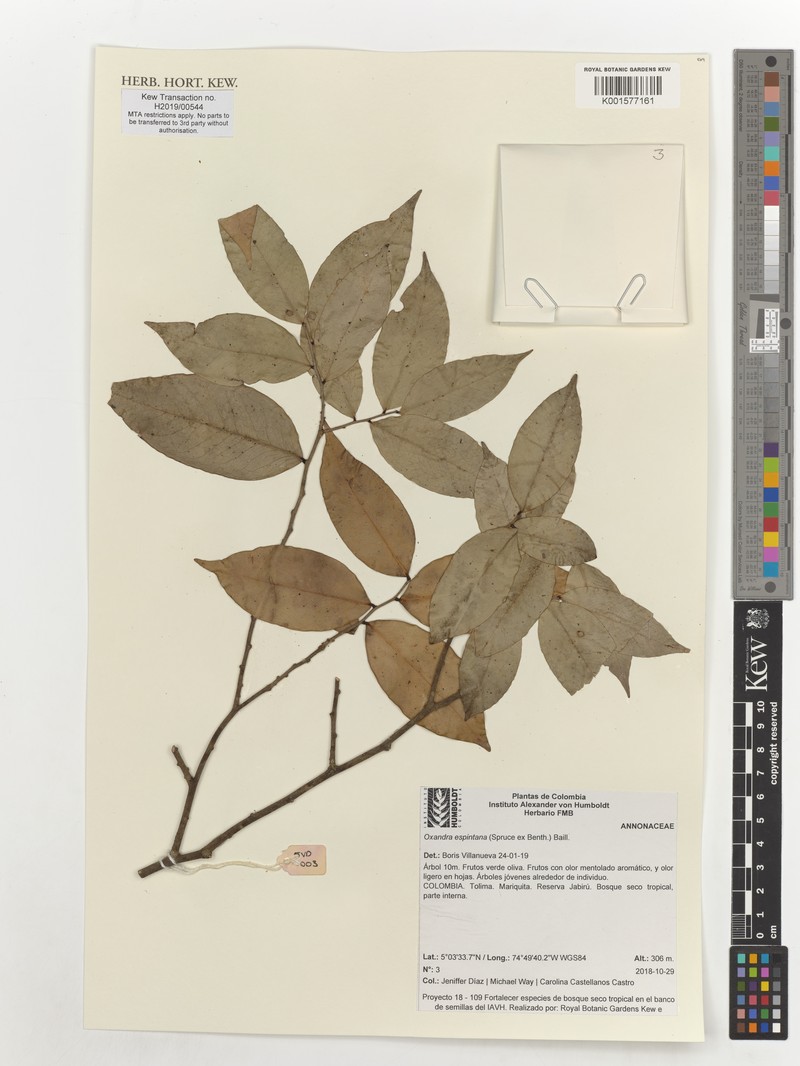Oxandra espintana