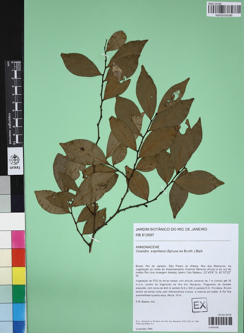 Oxandra espintana photo 2