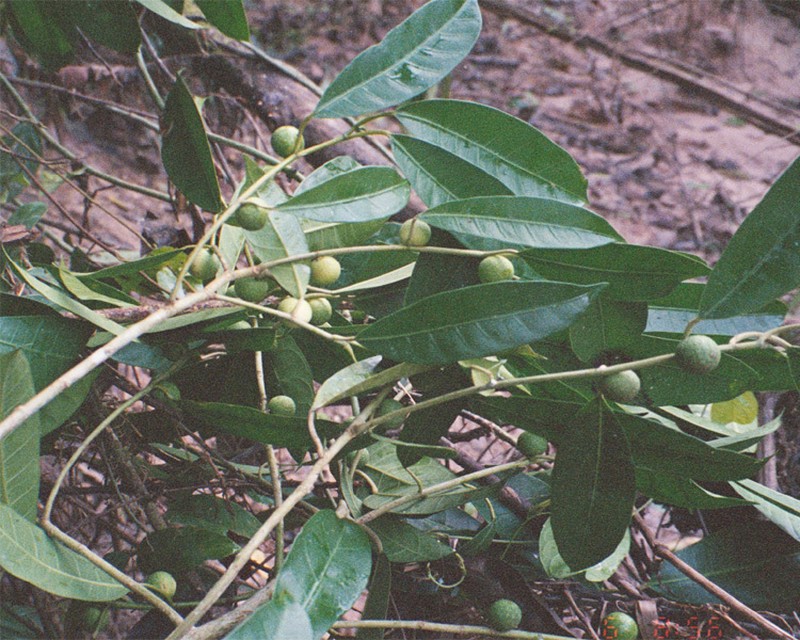 Oxandra euneura