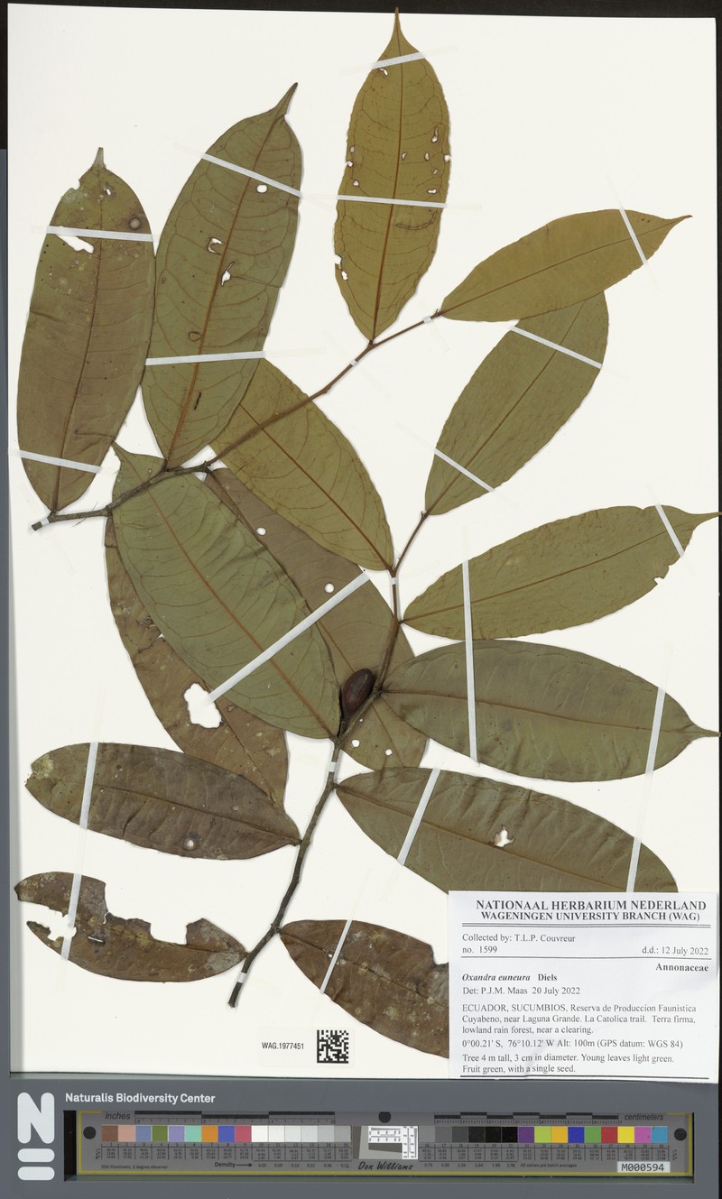 Oxandra euneura photo 2